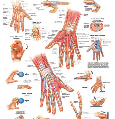 The Hand & Wrist Chart