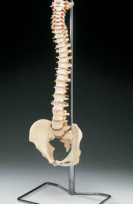Vertebral Column - Model